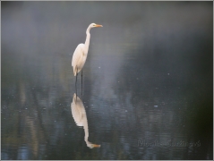 <p>VOLAVKA BÍLÁ (Egretta alba)</p>